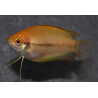 Trichogaster chuna (Colisa chuna) gold 3 cm