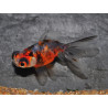 Carassius auratus voile (Télescope calico) 4-4,5 cm