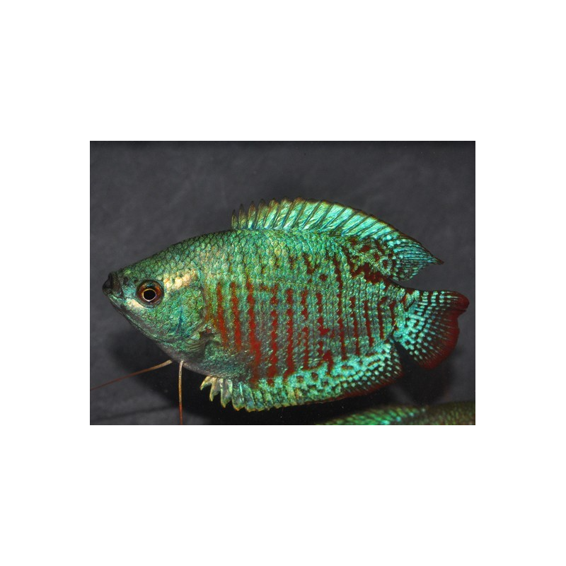 Colisa lalia bleu néon mâle 4-4,5 cm