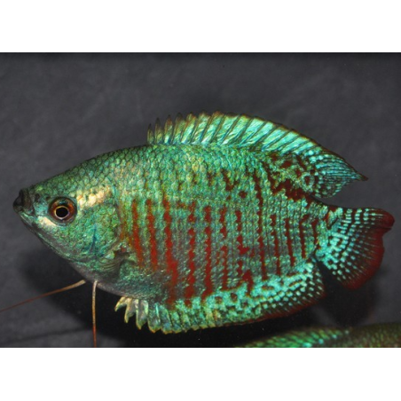 Colisa lalia bleu néon mâle 4-4,5 cm