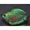 Colisa lalia bleu néon mâle 4-4,5 cm