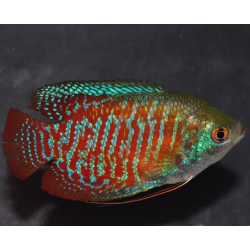 Colisa lalia (Gourami nain) mâle 4-4,5 cm