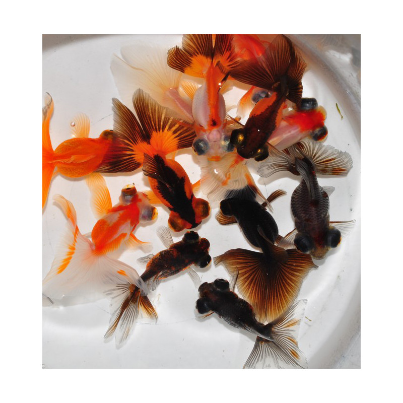 Carassius auratus voile (Papillon assorti) 4-4,5 cm