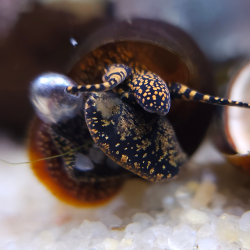 Blue Berry Snail - Viviparus sp.