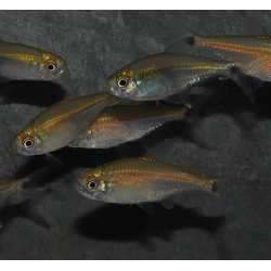 Hemigrammus rodwayi (tétra laiton) 3 cm