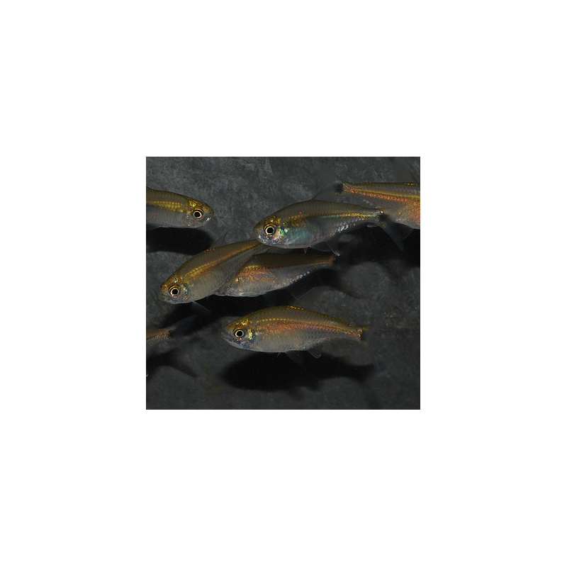 Hemigrammus rodwayi (tétra laiton) 3 cm