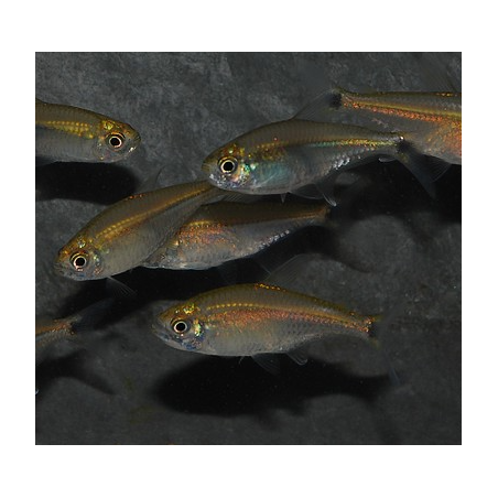 Hemigrammus rodwayi (tétra laiton) 3 cm