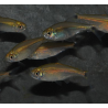 Hemigrammus rodwayi (tétra laiton) 3 cm