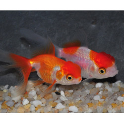 Carassius auratus oranda (Tête de lion rouge et blanc) 5-5,5 cm
