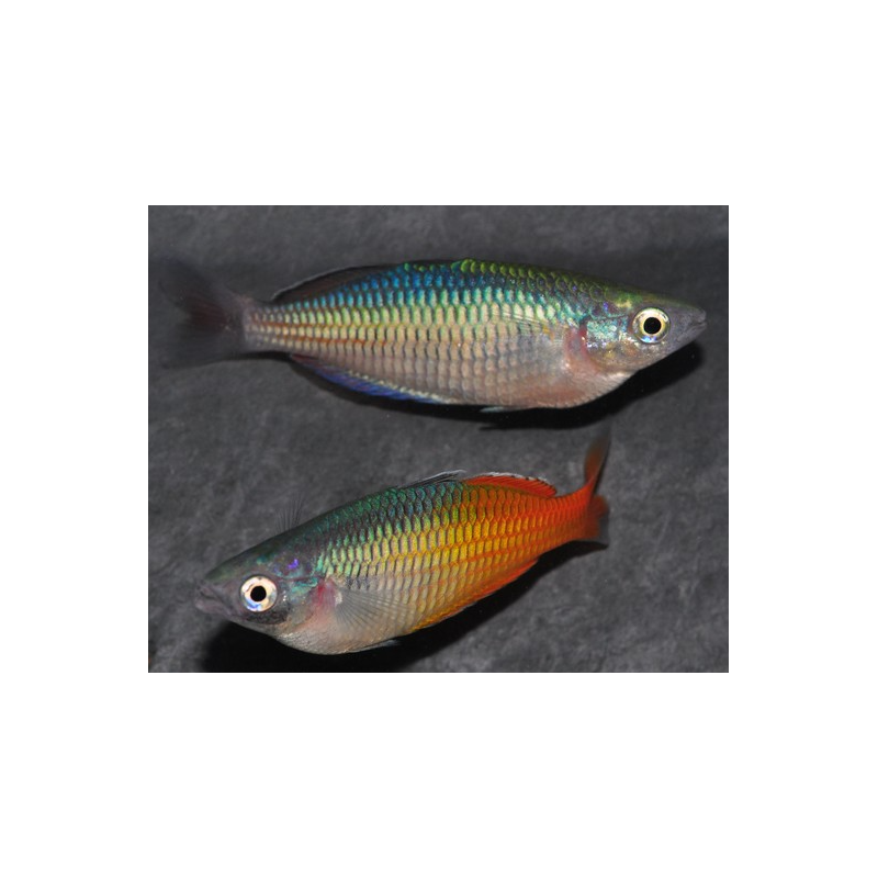 Melanotaenia boesemani 4-4.5 cm