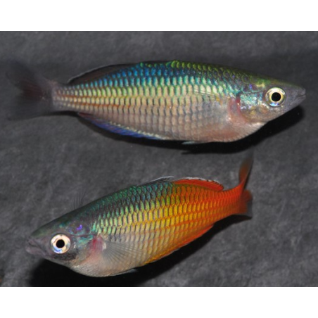 Melanotaenia boesemani 4-4.5 cm