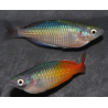 Melanotaenia boesemani 4-4.5 cm