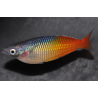 Melanotaenia boesemani 4-4.5 cm