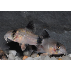 Corydoras panda 2,5 cm