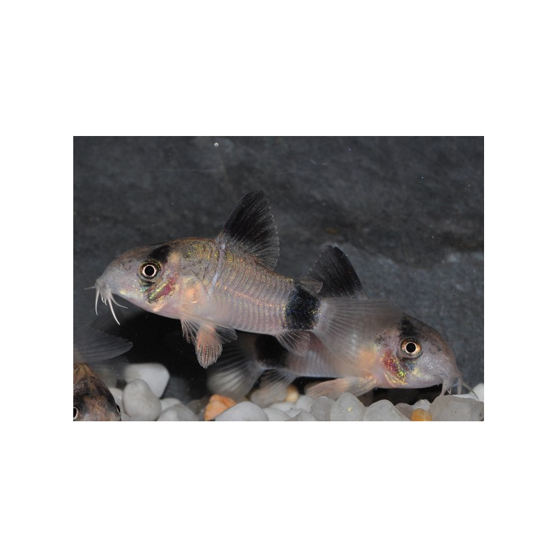 Corydoras panda 2,5 cm