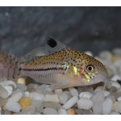 Corydoras julii 2,5 cm