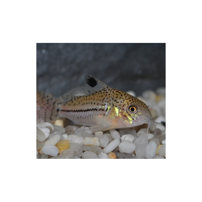 Corydoras julii 2,5 cm
