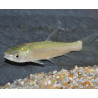 Ctenopharyngodon idella (Carpe amour - Carpe herbivore) 7-8,5 cm
