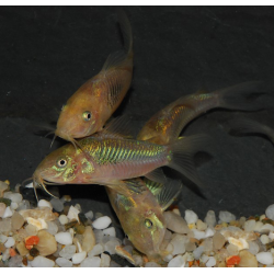 Corydoras aeneus (Corydoras schultzei) 2 cm