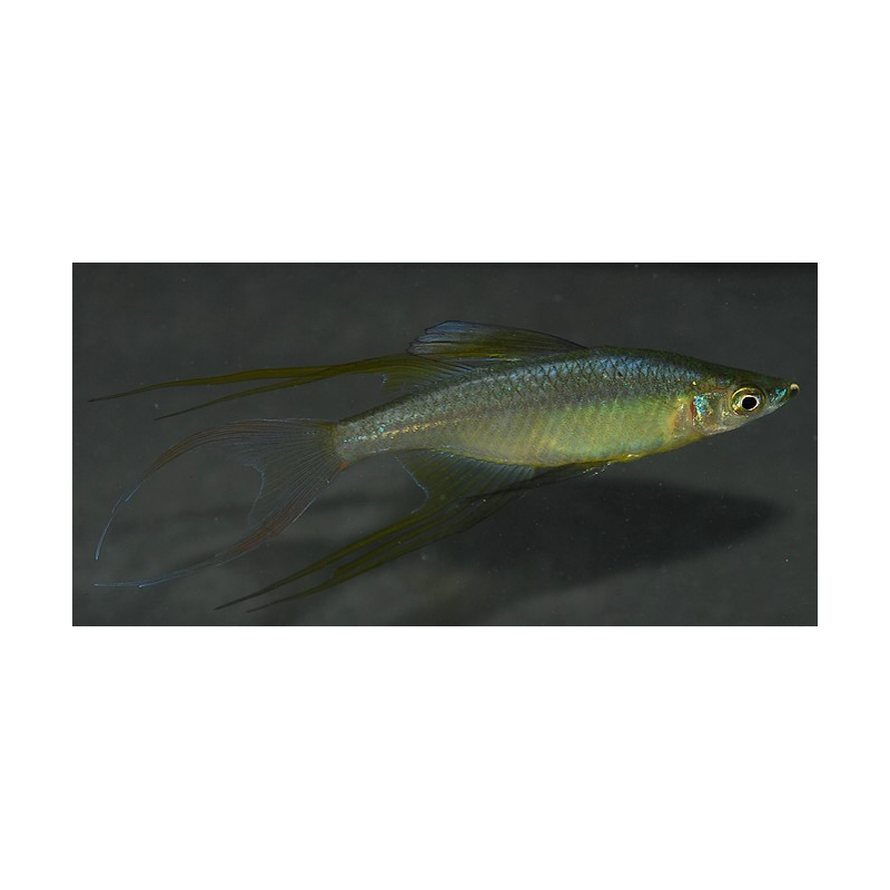 Iriatherina werneri 2,5 cm