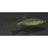 Iriatherina werneri 2,5 cm