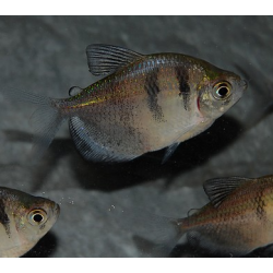 Gymnocorymbus ternetzi (Veuve noire) 3 cm