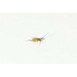 Acheta domestica (≃120 pièces) - Micro Grillon (XS)