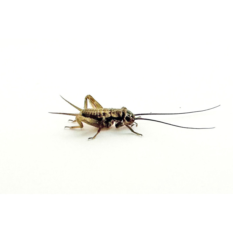 Acheta domestica (≃75 pièces) - Petit Grillon (S)