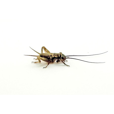 Acheta domestica (≃75 pièces) - Petit Grillon (S)