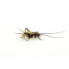 Acheta domestica (≃75 pièces) - Petit Grillon (S)