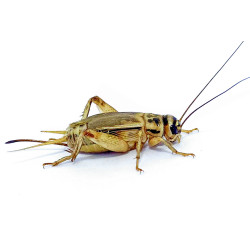 Acheta domestica (≃35 pièces) - Grillon Adulte (L)