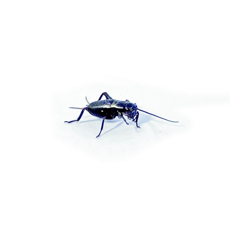 Gryllus bimaculatus (≃60 pièces) - Petit Grillon Noir (S)