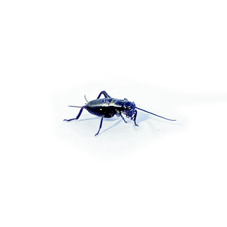 Gryllus bimaculatus (≃60 pièces) - Petit Grillon Noir (S)