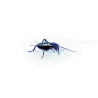 Gryllus bimaculatus (≃60 pièces) - Petit Grillon Noir (S)