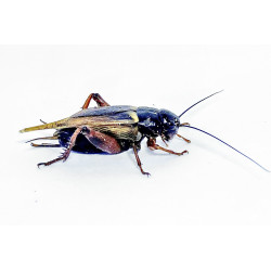 Gryllus bimaculatus (≃ 20 pièces) - Grillon Adulte Noir (L)
