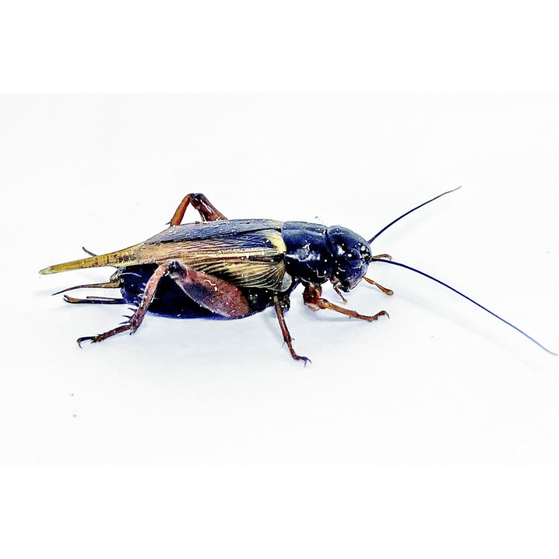 Gryllus bimaculatus (≃ 20 pièces) - Grillon Adulte Noir (L)