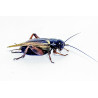 Gryllus bimaculatus (≃ 20 pièces) - Grillon Adulte Noir (L)