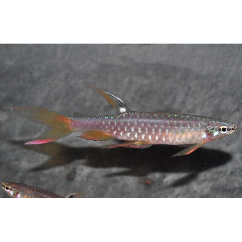 Copella arnoldi (Characin arroseur) 3 cm