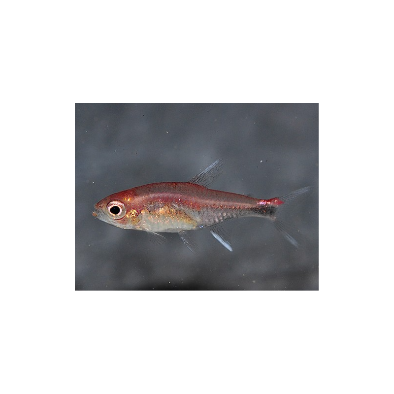 Axelrodia riesei (tétra rubbis) 1,5 cm (s)