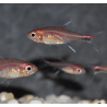 Axelrodia riesei (tétra rubbis) 1,5 cm (s)