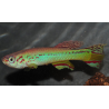 Aphyosemion amieti 3,5 cm