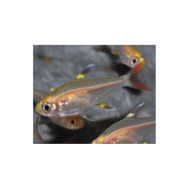 Pristella maxillaris (riddlei) doré 2,5 cm