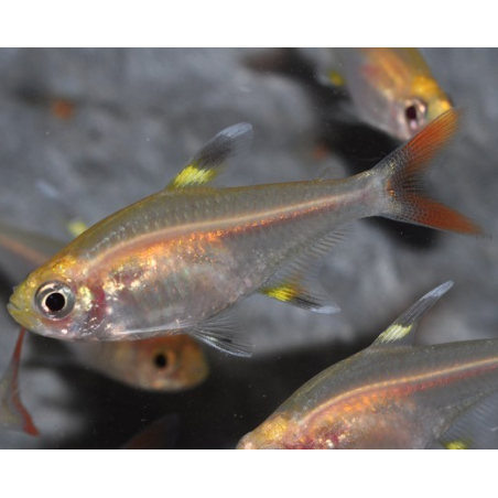 Pristella maxillaris (riddlei) doré 2,5 cm