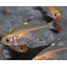 Pristella maxillaris (riddlei) doré 2,5 cm