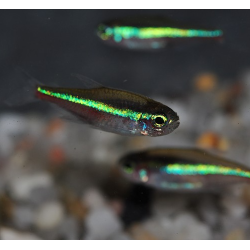Paracheirodon simulans (faux néon) 2 cm (s)