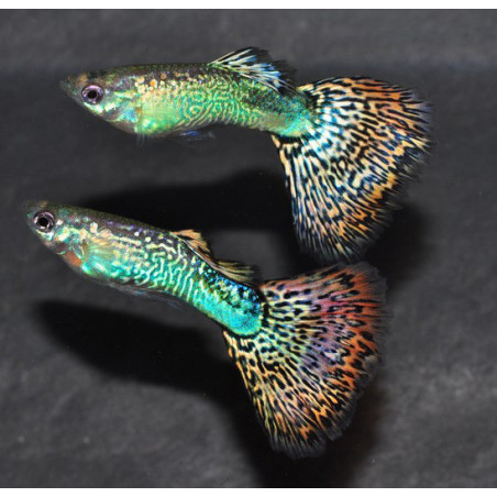 Poecilia reticulata femelle (Guppy femelle) snakeskin rouge 3 cm