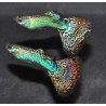 Poecilia reticulata femelle (Guppy femelle) snakeskin rouge 3 cm