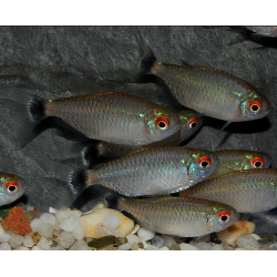 Moenkhausia sanctaefilomenae 3,5 cm