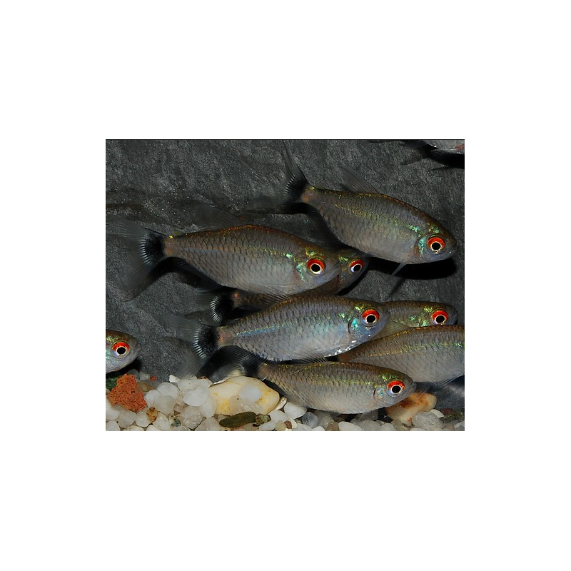 Moenkhausia sanctaefilomenae 3,5 cm