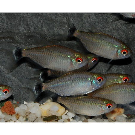 Moenkhausia sanctaefilomenae 3,5 cm